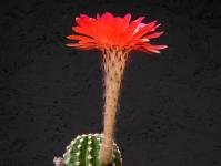 Thumbnail of 1710_Echinopsis Hybride Madame Pele_20150608_02(1).JPG